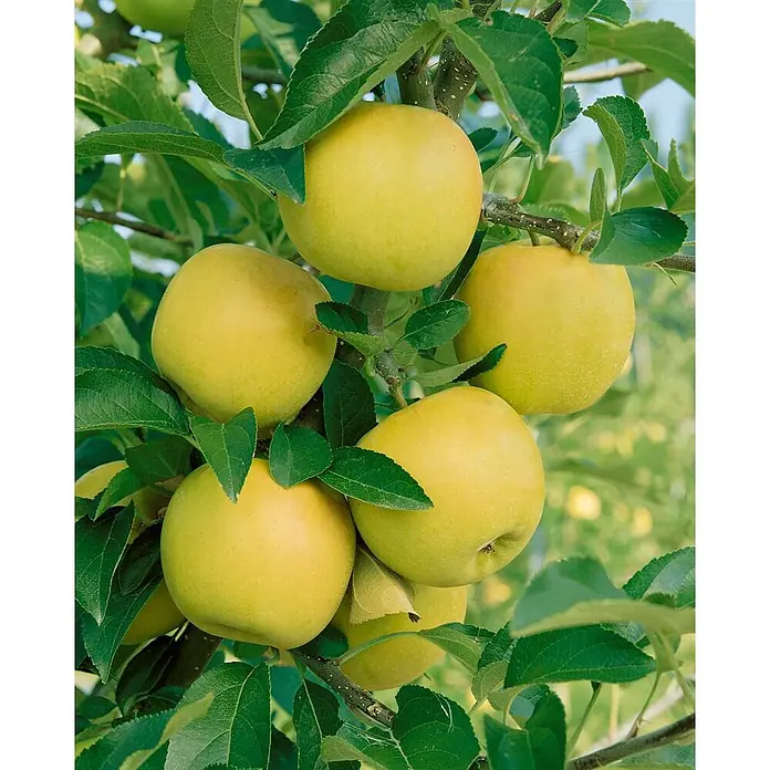 Pflanzen für dich Obstbaum Apfel 'Golden Delicious' 140-175 cm, 7,5 Liter - Malus 'Golden Delicious' - Goldgelbe Äpfel an einem Baumzweig mit grünen Blättern.