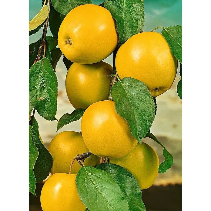 Pflanzen für dich Obstbaum Apfel 'Golden Delicious' 140-175 cm, 7,5 Liter - Malus 'Golden Delicious' - Reife goldgelbe Äpfel an einem Ast mit grünen Blättern.