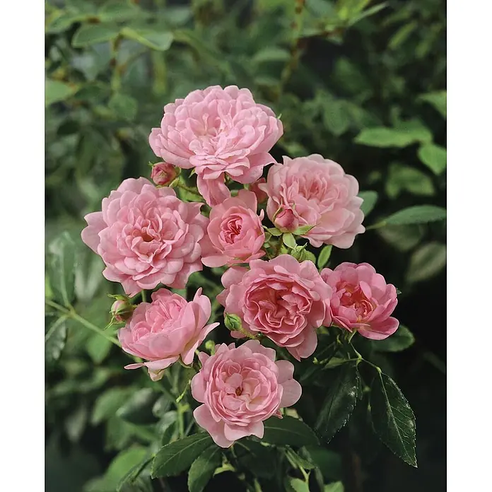 Bodendeckerrose The Fairy, im 4 l Topf -  - Ein lebendiges Cluster zarter rosa Rosen mit mehreren Blüten und Knospen.