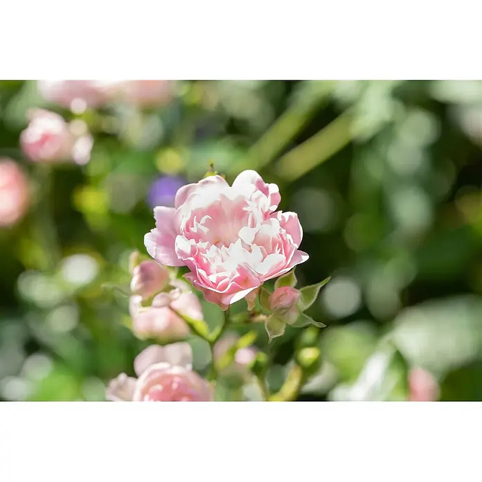Bodendeckerrose The Fairy, im 4 l Topf -  - Eine lebendige, voll erblühte rosa Rose mit mehreren Blütenblättern, umgeben von kleineren rosa Knospen.