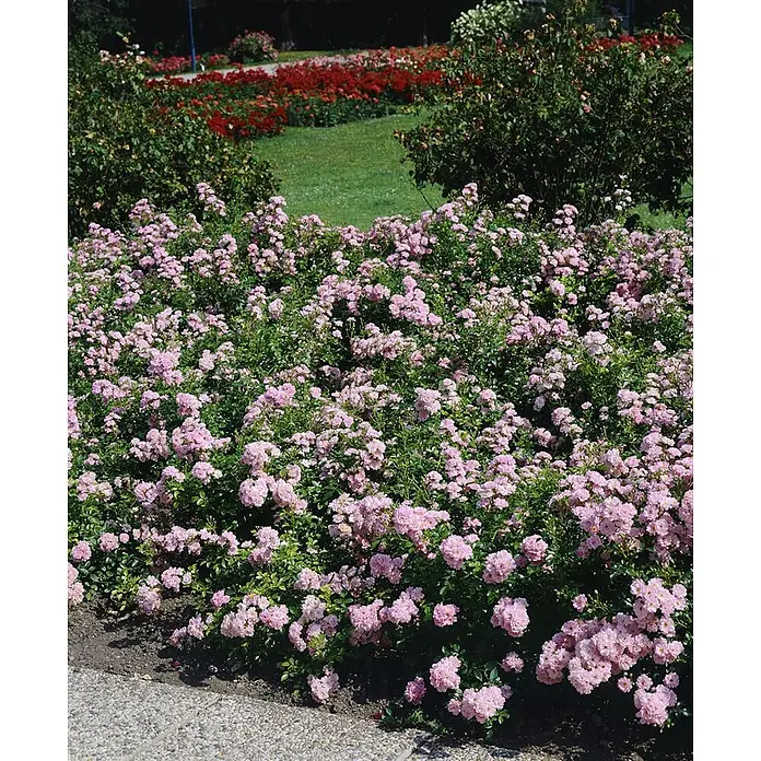 Bodendeckerrose The Fairy, im 4 l Topf -  - Üppiges Gartenbeet mit zahlreichen kleinen rosa Rosen, im Hintergrund rote Blumen und grüner Rasen.