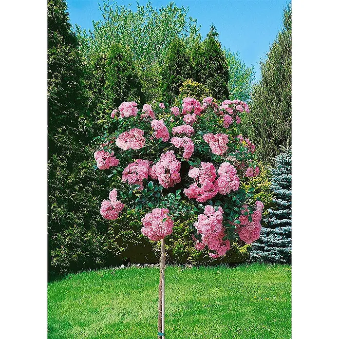 Bodendeckerrose The Fairy, im 4 l Topf -  - Rosafarbene Stammrose mit kugelförmiger Krone voller Blüten auf hohem, schlankem Stamm.