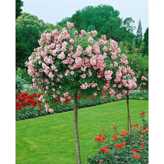Bodendeckerrose The Fairy, im 4 l Topf -  - Ein Hochstammrosenbaum mit dichter Krone aus rosa Blüten steht in einem üppigen Garten mit grünem Rasen und anderen farbigen Rosen.