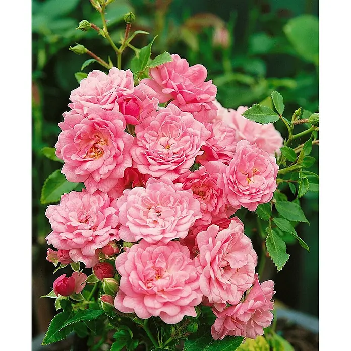 Bodendeckerrose The Fairy, im 4 l Topf -  - Üppige Gruppe leuchtend rosa Rosen.
