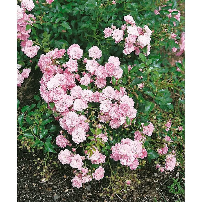 Bodendeckerrose The Fairy, im 4 l Topf -  - Ein dichter Busch kleiner, geballter rosa Rosen mit grünem Laub und etwas sichtbarer dunkler Erde.