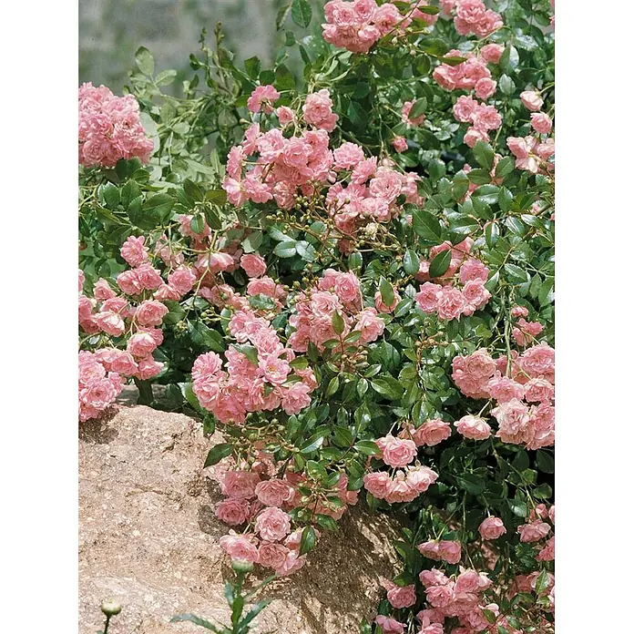Bodendeckerrose The Fairy, im 4 l Topf -  - Dichte Büschel kleiner rosa Rosen blühen üppig über einem hellbraunen Felsen.