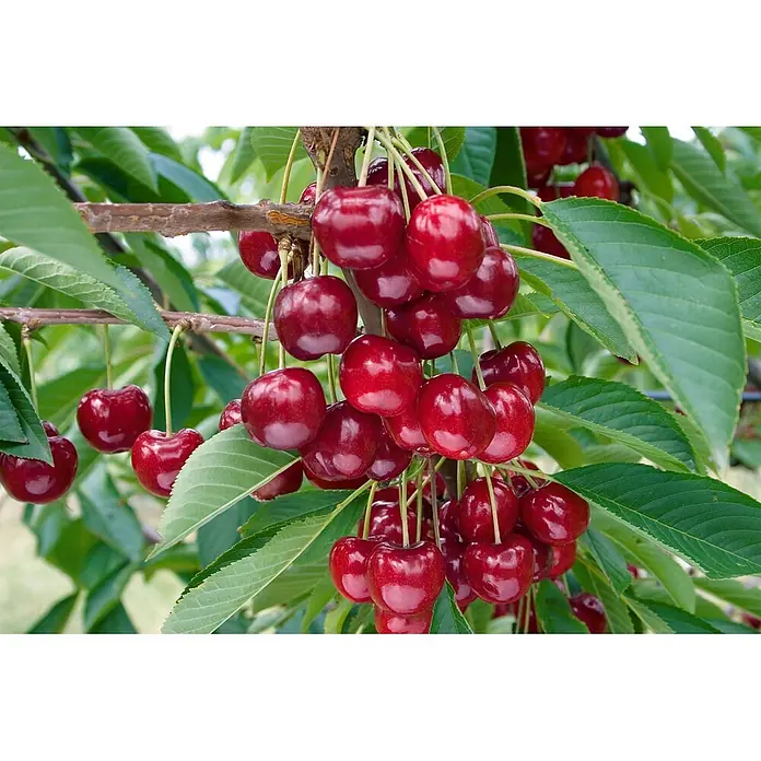 Pflanzen für dich Obstbaum Süßkirsche 'Lapins' 150-200 cm, 7,5 Liter - Prunus avium 'Lapins' - Eine Traube reifer, tiefroter Kirschen hängt an einem braunen Ast, umgeben von leuchtend grünen Blättern.