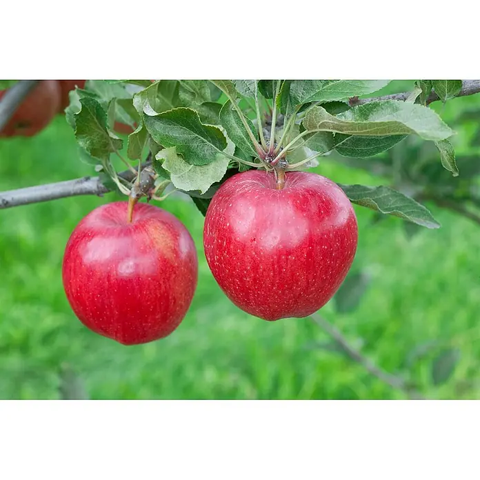 Pflanzen für dich Obstbaum Apfel 'Gala' - Terrassenobst Zwergobst - Zwei leuchtend rote Äpfel hängen an einem belaubten Ast.