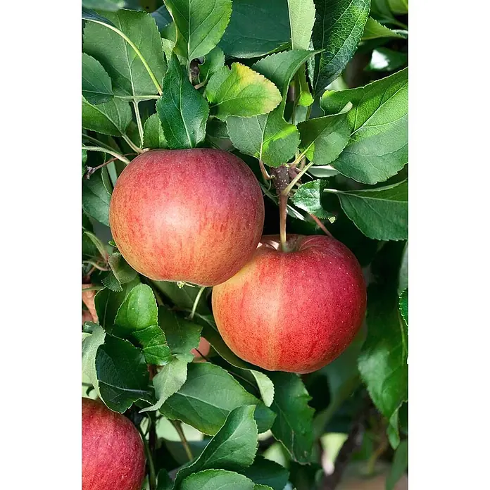 Pflanzen für dich Obstbaum Apfel 'Gala' - Terrassenobst Zwergobst - Zwei reife, rot-gelbe Äpfel hängen an einem Ast zwischen grünen Blättern.