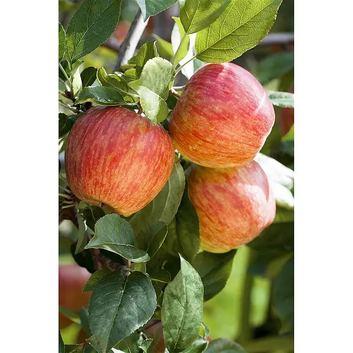 Pflanzen für dich Obstbaum Apfel 'Gala' - Terrassenobst Zwergobst - Mehrere reife rot-gelb gestreifte Äpfel hängen an einem Ast mit grünen Blättern.