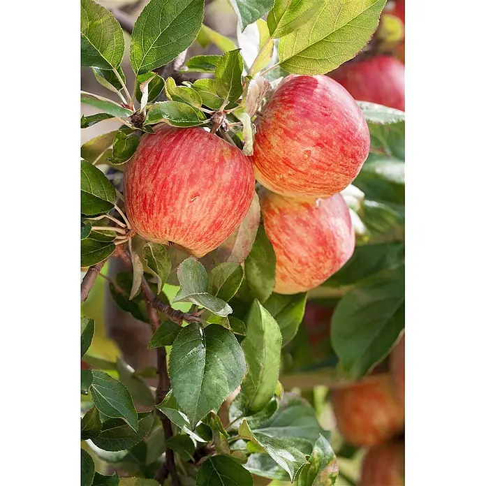 Pflanzen für dich Obstbaum Apfel 'Gala' - Terrassenobst Zwergobst - Reife, rot gestreifte Äpfel mit Wassertropfen hängen an einem Ast zwischen grünen Blättern.