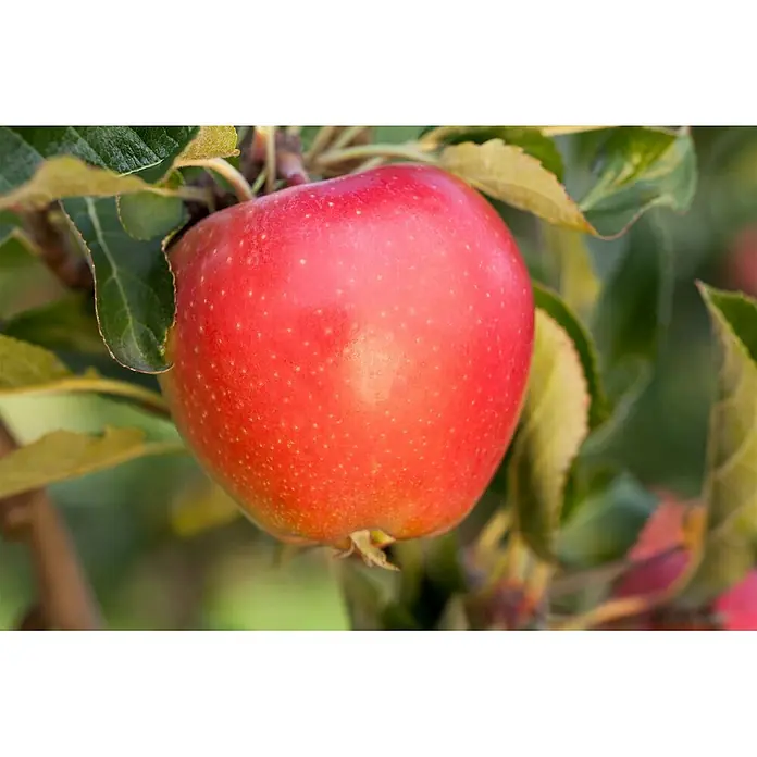 Pflanzen für dich Obstbaum Apfel 'Gala' - Terrassenobst Zwergobst - Ein leuchtend roter Apfel hängt reif an einem Ast, umgeben von grünen Blättern.