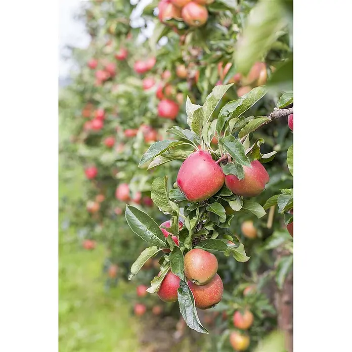 Pflanzen für dich Obstbaum Apfel 'Gala' - Terrassenobst Zwergobst - Nahaufnahme reifer roter Äpfel an einem Baumzweig in einem Obstgarten.