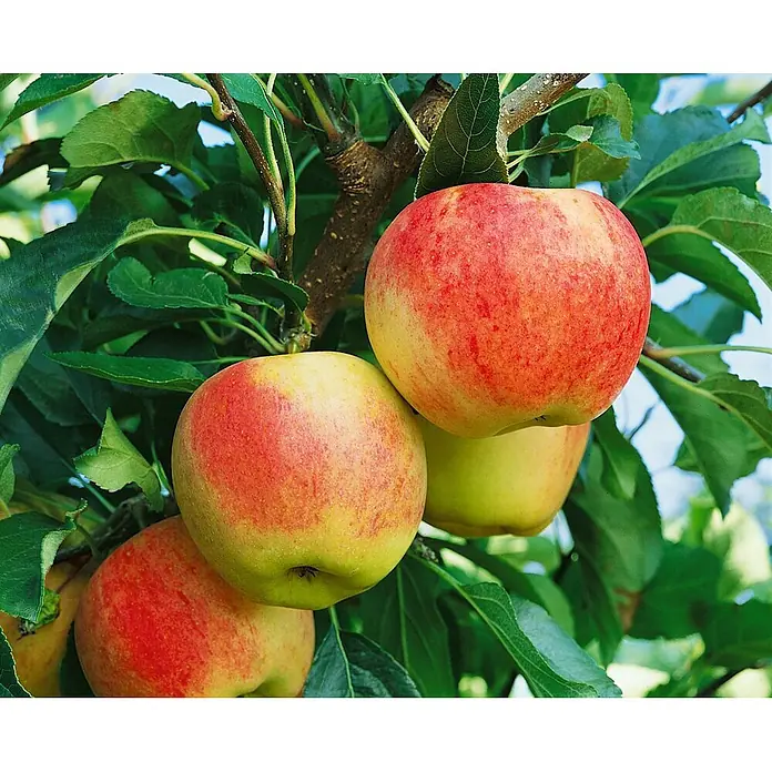 Pflanzen für dich Obstbaum Apfel 'Gala' - Terrassenobst Zwergobst - Reife rot-gelbe Äpfel hängen an einem Baumast mit grünen Blättern.