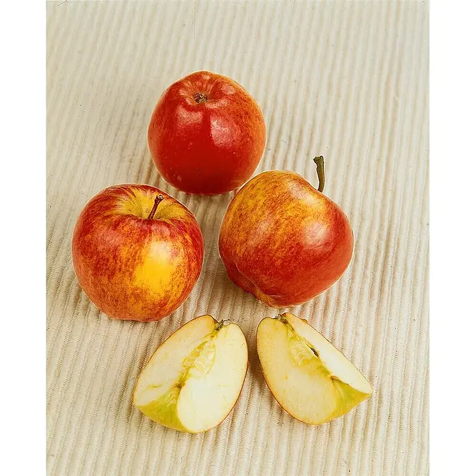 Pflanzen für dich Obstbaum Apfel 'Gala' - Terrassenobst Zwergobst - Vier rot-gelbe Äpfel, drei ganze und einer geschnitten, der das knackige gelb-weiße Fruchtfleisch zeigt.