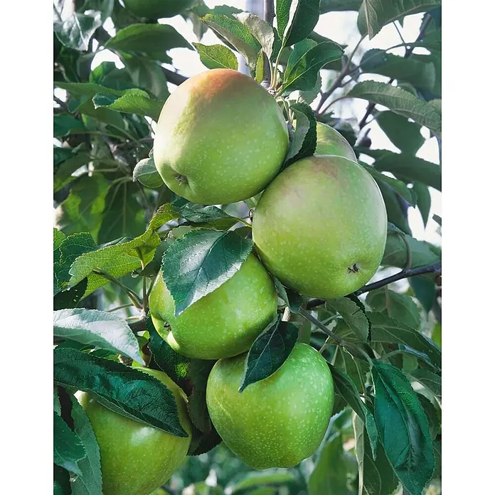 Pflanzen für dich Obstbaum Apfel 'Granny Smith' 150-200 cm, 7,5 Liter - Malus 'Granny Smith' - Mehrere grüne Äpfel mit leicht roter Färbung hängen reif an einem Apfelbaumzweig.