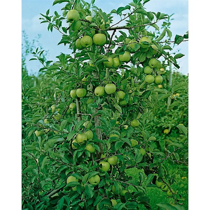 Pflanzen für dich Obstbaum Apfel 'Granny Smith' 150-200 cm, 7,5 Liter - Malus 'Granny Smith' - Üppige grüne Äpfel reifen an einem lebhaften Apfelbaum in einem Obstgarten.