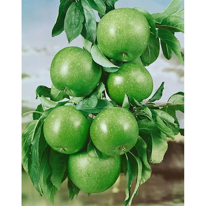 Pflanzen für dich Obstbaum Apfel 'Granny Smith' 150-200 cm, 7,5 Liter - Malus 'Granny Smith' - Sechs leuchtend grüne Äpfel mit kleinen weißen Sprenkeln hängen an einem belaubten Ast.