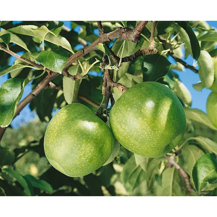 Pflanzen für dich Obstbaum Apfel 'Granny Smith' 150-200 cm, 7,5 Liter - Malus 'Granny Smith' - Zwei unreife grüne Äpfel hängen an einem Ast, umgeben von grünen Blättern und blauem Himmel.