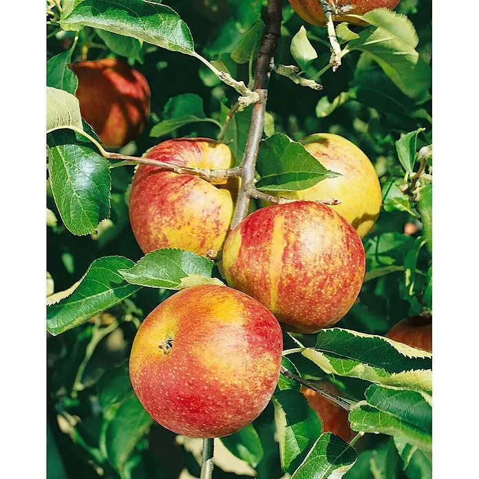 Pflanzen für dich Obstbaum Apfel 'Jonagold' - Terrassenobst Zwergobst - Nahaufnahme reifer rot-gelber Äpfel, die an einem Ast inmitten grüner Blätter hängen.