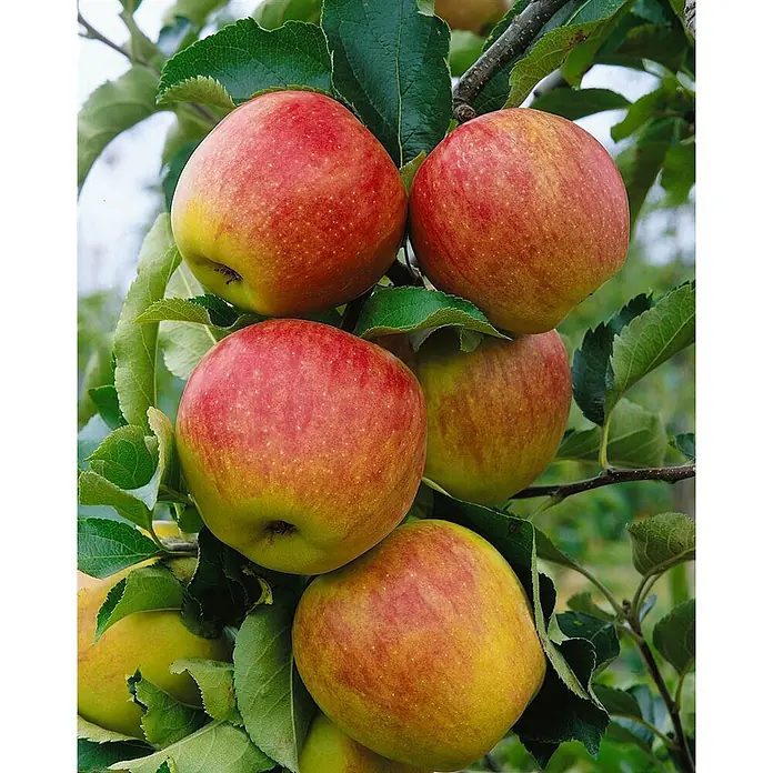 Pflanzen für dich Obstbaum Apfel 'Jonagold' - Terrassenobst Zwergobst - Mehrere reife rot-gelbe Äpfel hängen an einem Ast zwischen grünen Blättern.