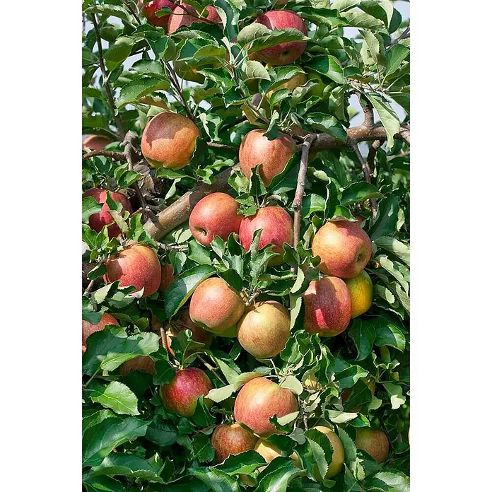 Pflanzen für dich Obstbaum Apfel 'Jonagold' - Terrassenobst Zwergobst - Reife rote und grüne Äpfel hängen an einem Baumast, umgeben von üppig grünen Blättern.