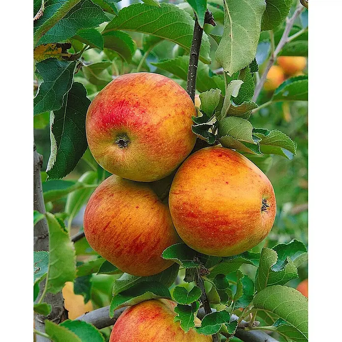 Pflanzen für dich Obstbaum Apfel 'Jonagold' - Terrassenobst Zwergobst - Nahaufnahme von mehreren reifen, rot-gelb gestreiften Äpfeln, die an einem Ast eines Apfelbaums zwischen grünen Blättern hängen.