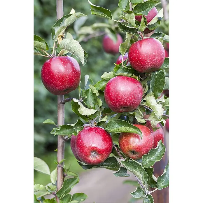 Pflanzen für dich Obstbaum Apfel 'Jonagold' - Terrassenobst Zwergobst - Mehrere reife rote Äpfel hängen an Ästen eines Apfelbaums, umgeben von grünen Blättern.