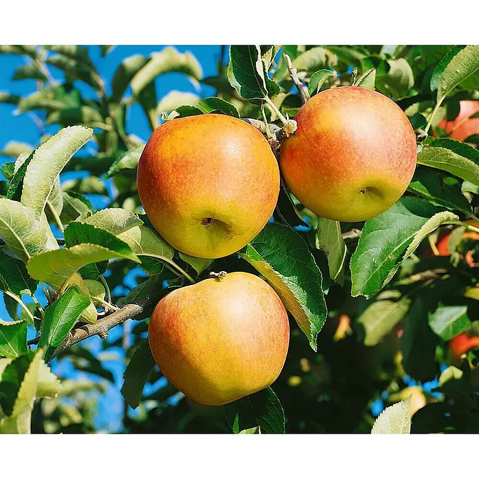 Pflanzen für dich Obstbaum Apfel 'Jonagold' - Terrassenobst Zwergobst - Drei reife rot-gelbe Äpfel hängen an einem Ast zwischen grünen Blättern vor blauem Himmel.