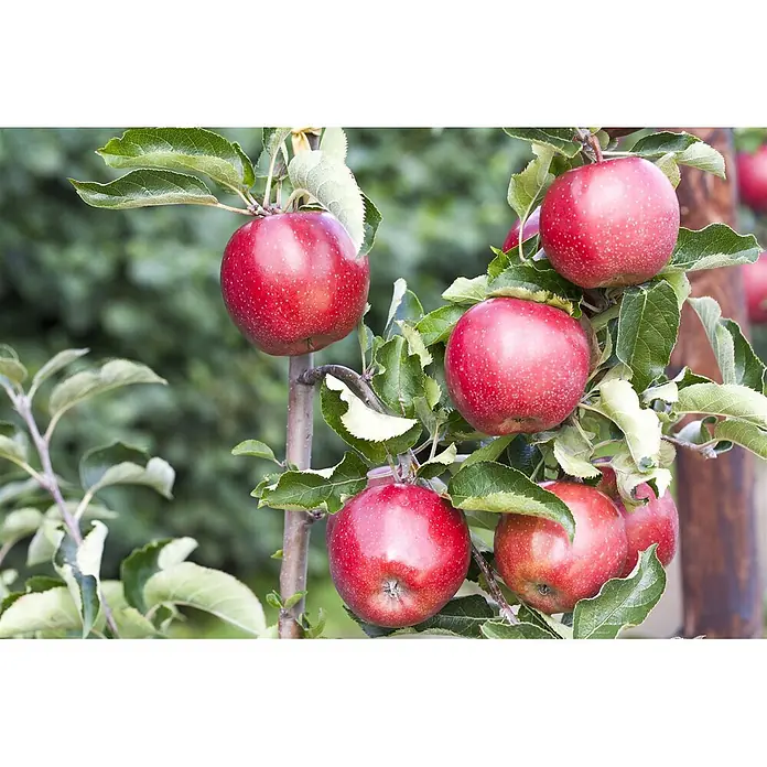Pflanzen für dich Obstbaum Apfel 'Jonagold' - Terrassenobst Zwergobst - Rote Äpfel hängen an einem Apfelbaumzweig, reif und erntebereit.