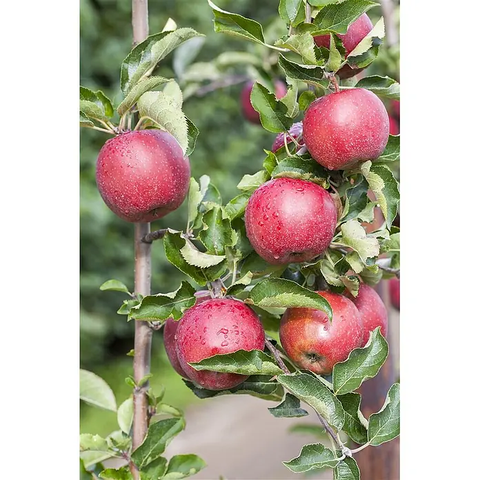 Pflanzen für dich Obstbaum Apfel 'Jonagold' - Terrassenobst Zwergobst - Reife rote Äpfel mit Wassertropfen hängen an einem Baumast.