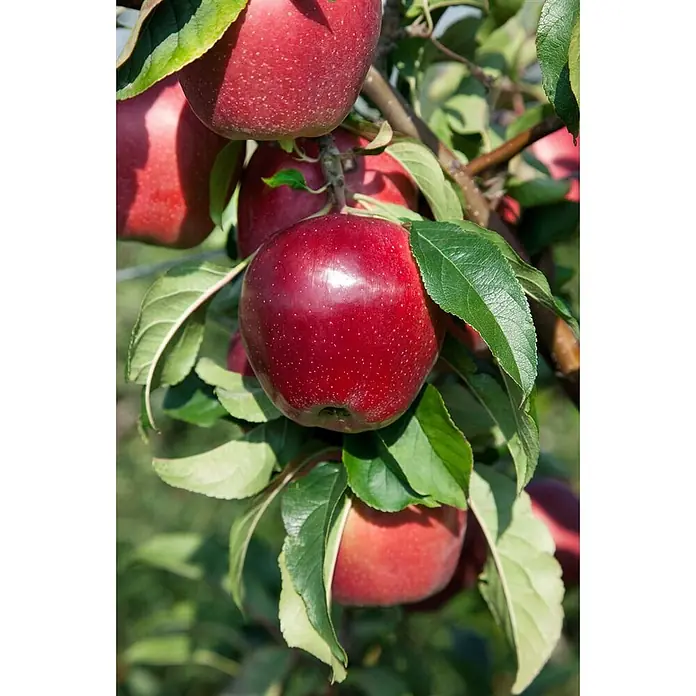 Pflanzen für dich Obstbaum Apfel 'Gloster 69' 140-175 cm, 7,5 Liter - Malus 'Gloster 69' - Mehrere reife, rote Äpfel mit grünen Blättern hängen an einem Ast.