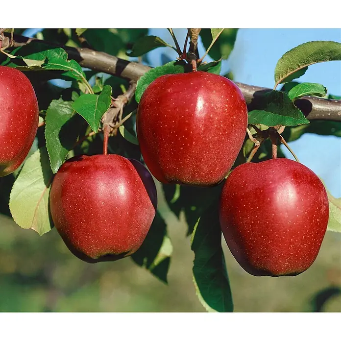 Pflanzen für dich Obstbaum Apfel 'Gloster 69' 140-175 cm, 7,5 Liter - Malus 'Gloster 69' - Mehrere reife rote Äpfel hängen an einem belaubten Ast.