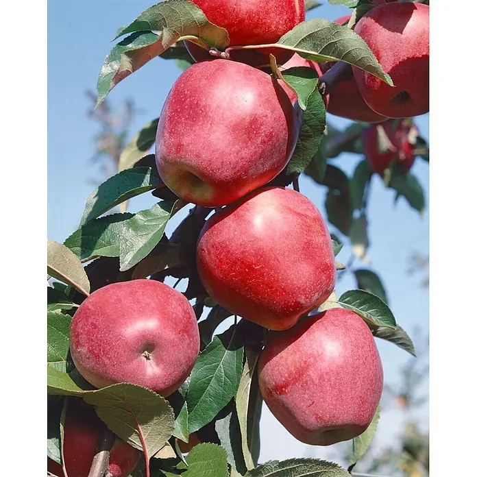 Pflanzen für dich Obstbaum Apfel 'Gloster 69' 140-175 cm, 7,5 Liter - Malus 'Gloster 69' - Reife rote Äpfel hängen an einem belaubten Ast unter klarem blauem Himmel.