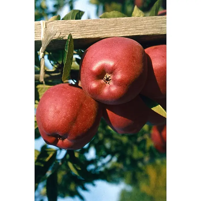 Pflanzen für dich Obstbaum Apfel 'Gloster 69' 140-175 cm, 7,5 Liter - Malus 'Gloster 69' - Rote Äpfel reifen am Baum, gestützt von einem Holzbalken.