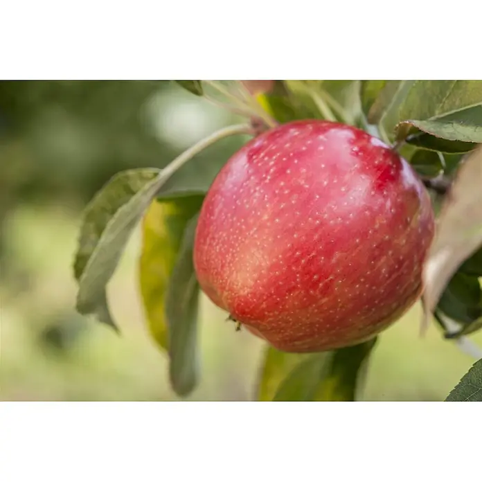 Pflanzen für dich Obstbaum Apfel 'Gloster 69' 140-175 cm, 7,5 Liter - Malus 'Gloster 69' - Leuchtend roter Apfel mit kleinen weißen Flecken, hängt an einem Ast inmitten grüner Blätter.