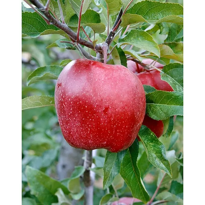 Pflanzen für dich Obstbaum Apfel 'Gloster 69' 140-175 cm, 7,5 Liter - Malus 'Gloster 69' - Ein leuchtend roter Apfel mit kleinen weißen Sprenkeln hängt an einem Ast zwischen grünen Blättern.