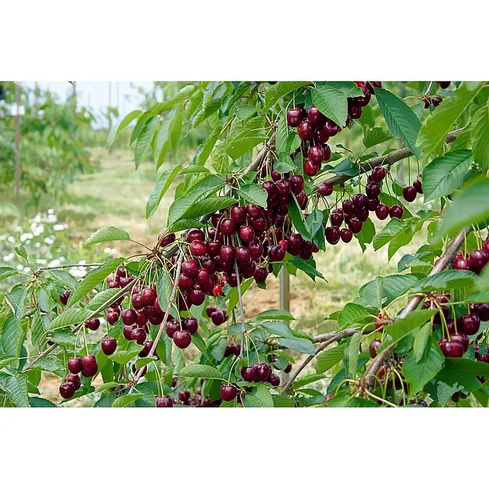 Pflanzen für dich Obstbaum Süßkirsche 'Kordia' 150-200 cm, 7,5 Liter - Prunus avium 'Kordia' - Zahlreiche reife rote Kirschen hängen an einem belaubten Ast eines Kirschbaums.