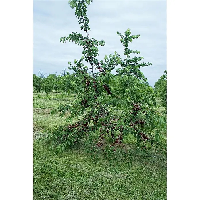 Pflanzen für dich Obstbaum Süßkirsche 'Kordia' 150-200 cm, 7,5 Liter - Prunus avium 'Kordia' - Ein Kirschbaum, reich mit reifen, dunkelroten Kirschen beladen, in einem grasbewachsenen Obstgarten.