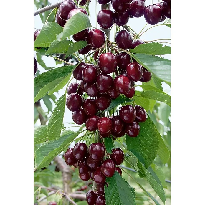 Pflanzen für dich Obstbaum Süßkirsche 'Kordia' 150-200 cm, 7,5 Liter - Prunus avium 'Kordia' - Dunkelrote Kirschen am Zweig mit grünen Blättern, erntereif.