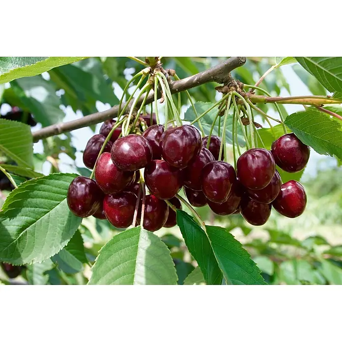 Pflanzen für dich Obstbaum Süßkirsche 'Kordia' 150-200 cm, 7,5 Liter - Prunus avium 'Kordia' - Gruppen reifer, dunkelroter Kirschen hängen an einem Ast mit grünen Blättern.