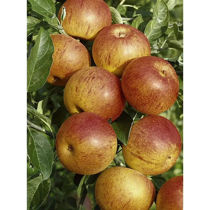 Pflanzen für dich Obstbaum Apfel 'Cox Orange' - Terrassenobst Zwergobst - Viele reife, rot-gelb gesprenkelte Äpfel hängen an einem Ast.