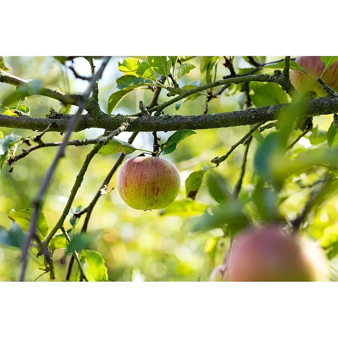 Pflanzen für dich Obstbaum Apfel 'Cox Orange' - Terrassenobst Zwergobst - Ein rot-grüner Apfel hängt an einem Ast zwischen grünen Blättern.
