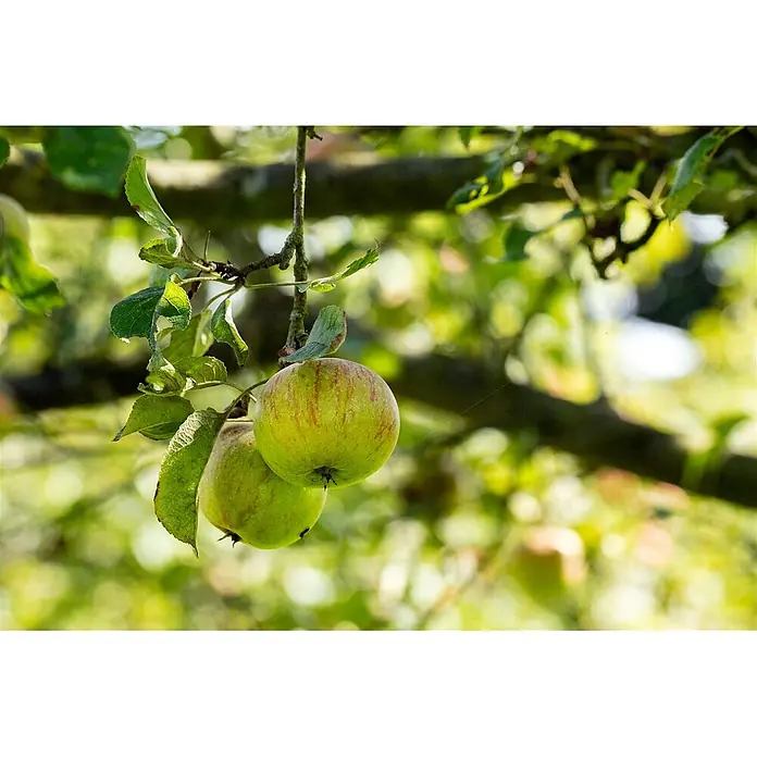 Pflanzen für dich Obstbaum Apfel 'Cox Orange' - Terrassenobst Zwergobst - Zwei reifende grüne und rote Äpfel hängen an einem belaubten Ast.