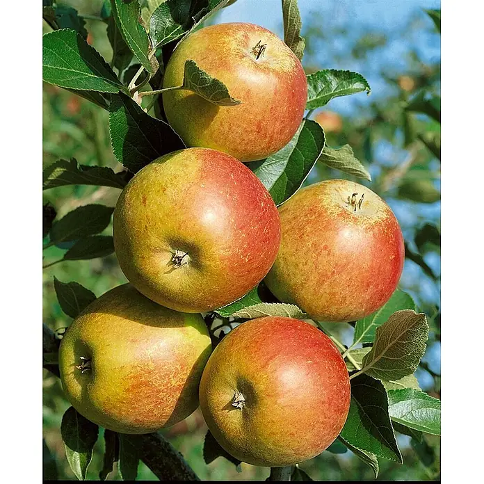 Pflanzen für dich Obstbaum Apfel 'Cox Orange' - Terrassenobst Zwergobst - Reife rote und gelbe Äpfel an einem Ast mit grünen Blättern.