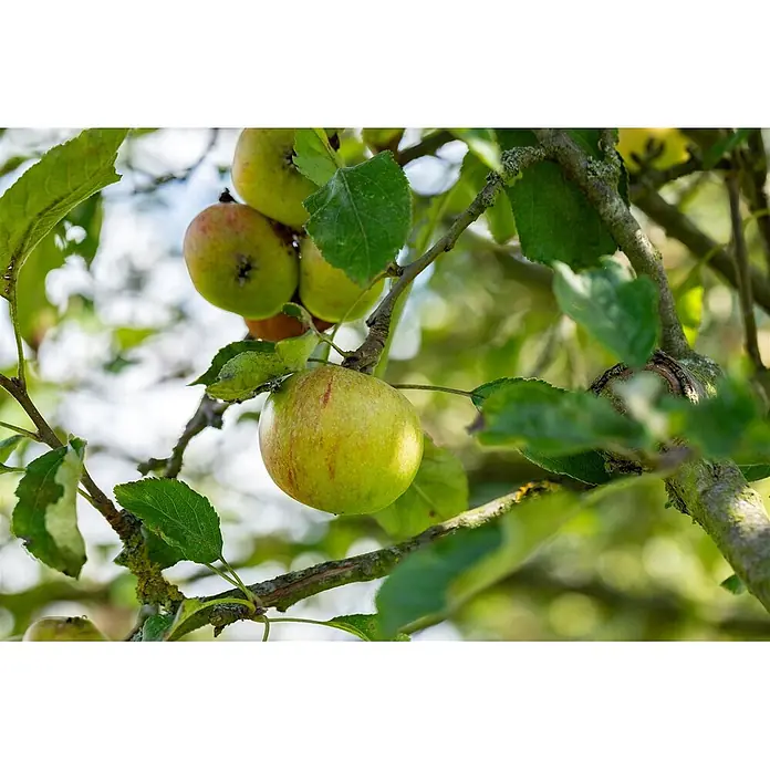Pflanzen für dich Obstbaum Apfel 'Cox Orange' - Terrassenobst Zwergobst - Teilweise reife grüne Äpfel mit roter Röte hängen an einem Ast zwischen grünen Blättern.