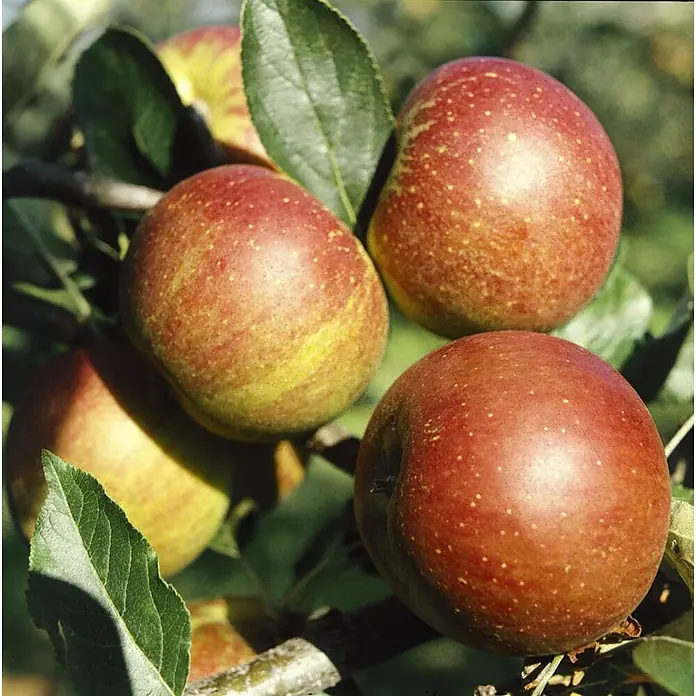 Pflanzen für dich Obstbaum Apfel 'Cox Orange' - Terrassenobst Zwergobst - Reife, rot-gelb gesprenkelte Äpfel an einem Ast zwischen grünen Blättern.