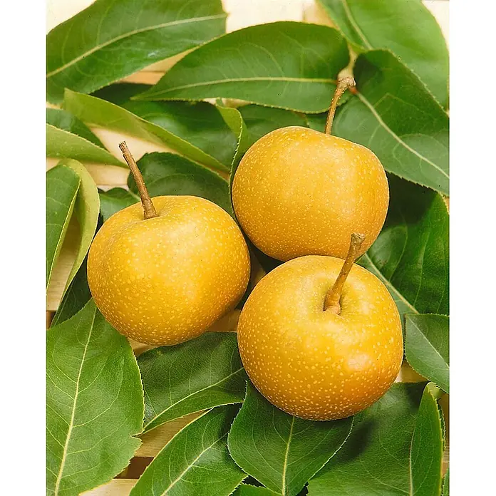 Pflanzen für dich Obstbaum Nashi-Birne 'Kumoi' 7,5 Liter - Pyrus pyrifolia 'Kumoi' - Drei runde, gelbe Nashi-Birnen mit grünen Blättern.
