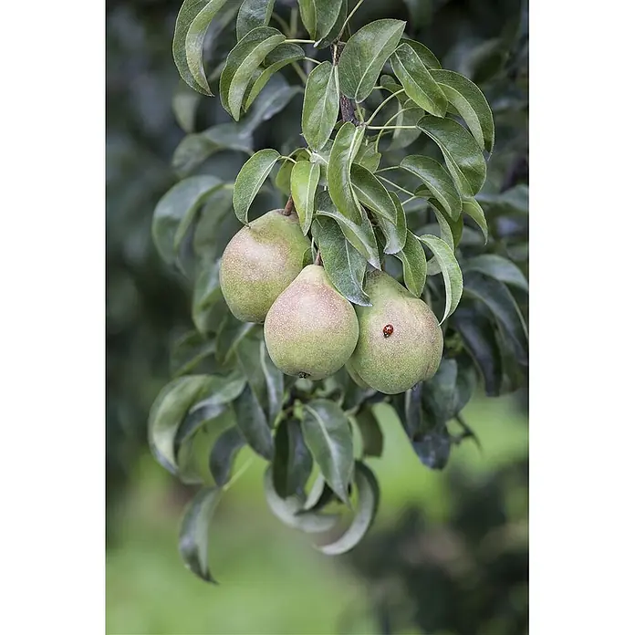 Pflanzen für dich Obstbaum Birnbaum 60-100 cm - Pyrus communis - Drei grüne Birnen reifen an einem Ast, eine trägt einen kleinen roten Marienkäfer.