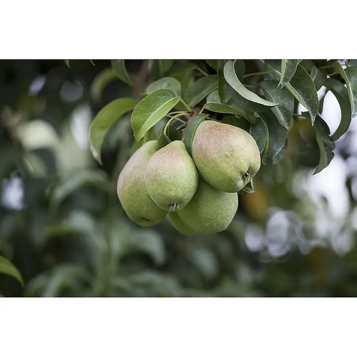 Pflanzen für dich Obstbaum Birnbaum 60-100 cm - Pyrus communis - Mehrere reife grünlich-gelbe Birnen mit einem rötlichen Schimmer hängen an einem Ast zwischen grünen Blättern.